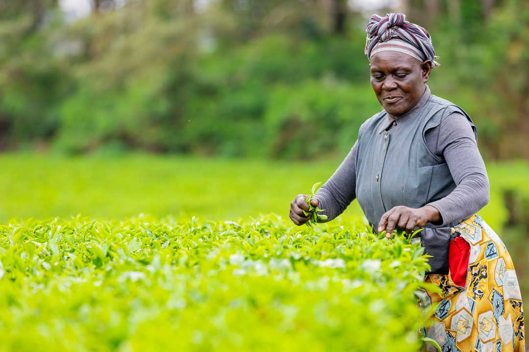Kipchapo_Tea_Factory-180p